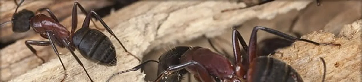 Close-up of ants on wood showing an active ant infestation in Cleveland, OH