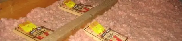 Mouse traps placed in an attic for rodent control in Cleveland, OH