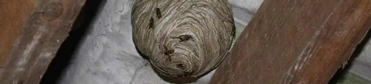 Wasp nest in an attic space, a common home infestation risk in Cleveland, OH