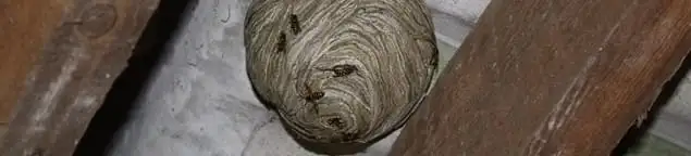 Wasp nest in an attic space, a common home infestation risk in Cleveland, OH