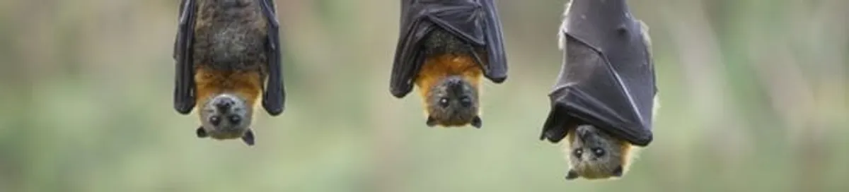 Bats roosting together, a common sign of a bat infestation in Cleveland, OH