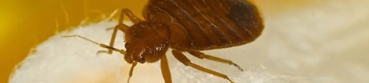 Close-up of a bed bug, a sign of an active infestation in Cleveland, OH