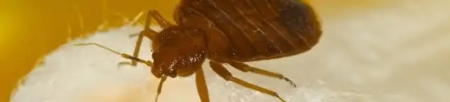 Close-up of a bed bug, a sign of an active infestation in Cleveland, OH