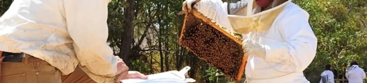 Bee removal specialists relocating a hive and honeycomb safely in Cleveland, OH