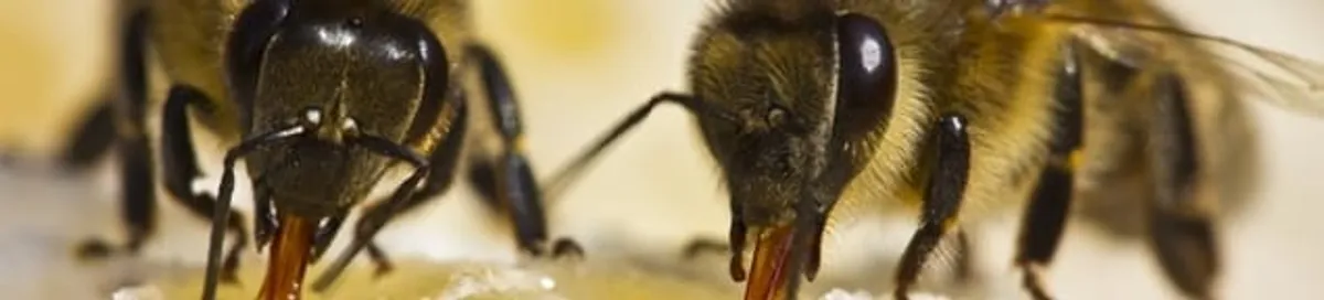 Close-up of honey bees, a sign of a nearby hive in Cleveland, OH
