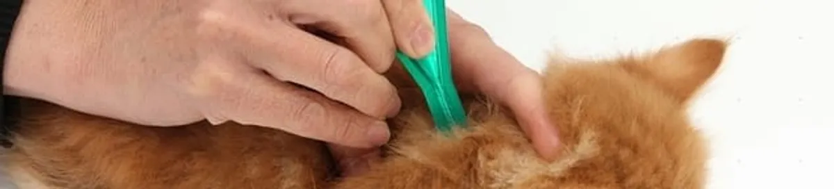 Flea treatment for pets using a flea comb, a sign of flea problems in Cleveland, OH