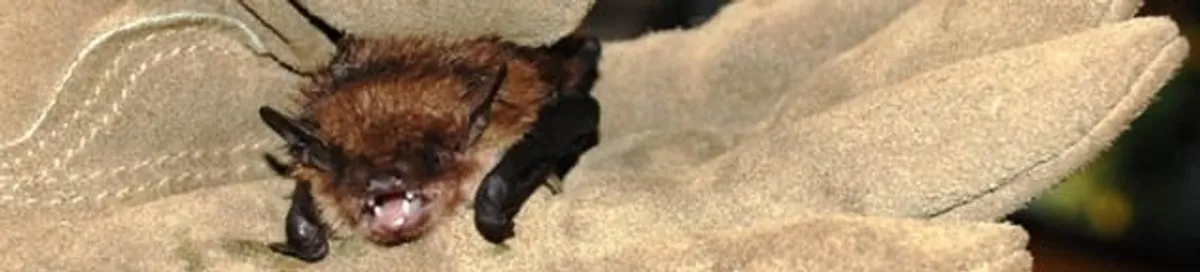 Bat removal specialist holding a bat safely during humane exclusion in Cleveland, OH