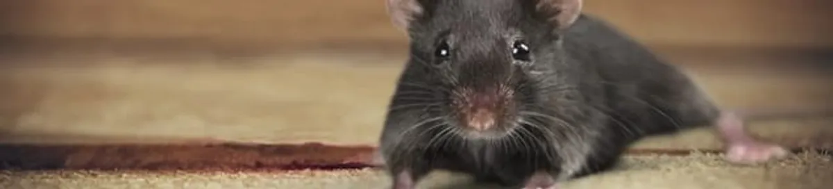 Mouse indoors, a common sign of a rodent infestation in Cleveland, OH