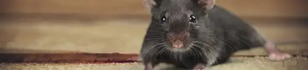 Mouse indoors, a common sign of a rodent infestation in Cleveland, OH