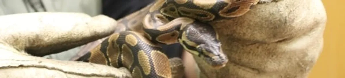 Snake removal specialist safely handling a snake with protective gloves in Cleveland, OH