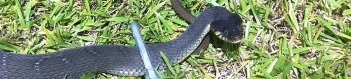 Snake in a yard, a common sign of a snake problem near a home in Cleveland, OH