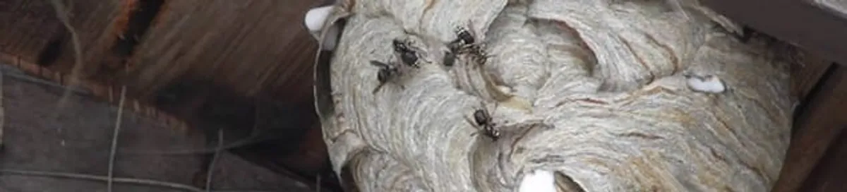 Close-up of a wasp nest with active wasps, a sign of an infestation in Cleveland, OH