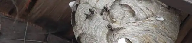 Close-up of a wasp nest with active wasps, a sign of an infestation in Cleveland, OH